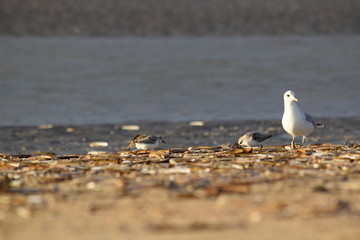 Nordsee - Eindrücke vom Herbst 2018 auf Römö
