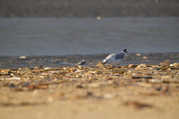 Nordsee - Eindrücke vom Herbst 2018 auf Römö