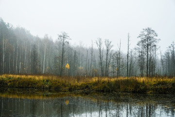 The shores of the forest lake and the trees. Autumn.