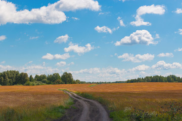 Brown field and far away green forest, blue sky in summer day