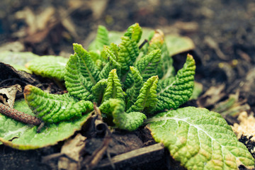 Primula veris (cowslip, common cowslip) in garden