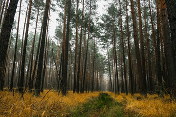 Forest road among the pines. Autumn.