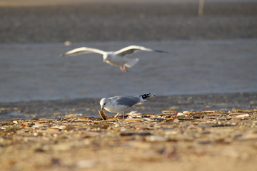 Nordsee - Eindrücke vom Herbst 2018 auf Römö