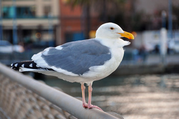 Seagull in San Francisco