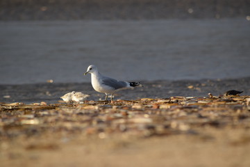 Nordsee - Eindrücke vom Herbst 2018 auf Römö