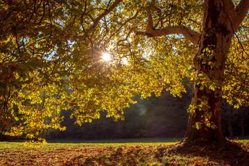 Golden Autumn tree Landscape Nature fall Season