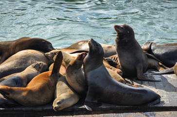 Sea lions on the pier in San Francisco