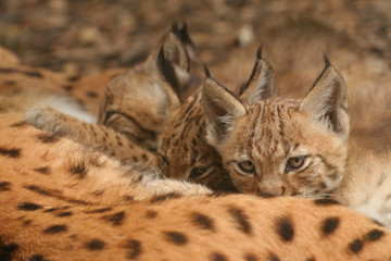Female of lynx giving suck to its cubs on a close up horizontal picture. A rare predatory cat, occurring in European forests.