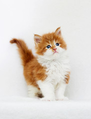 ginger kitten looking