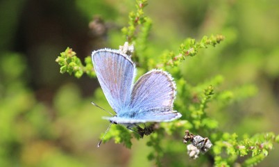 Butterfly on flower