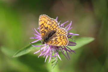 Butterfly on flower