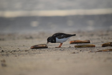 Nordsee - Eindrücke vom Herbst 2018 auf Römö
