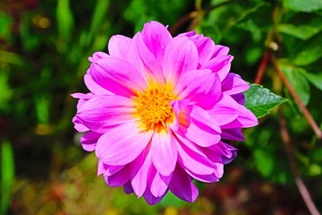 Fototapeta premium Pink flower