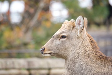 キレイな鹿