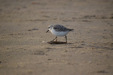 Nordsee - Eindrücke vom Herbst 2018 auf Römö