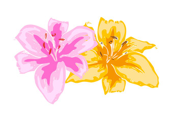 Two beautiful lily flowers. Illustration of big lilies isolated on white background. Hand drawn vector. Nature floral collection.