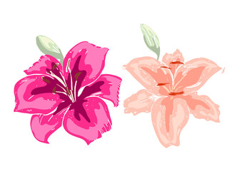 Two beautiful lily flowers. Illustration of big lilies isolated on white background. Hand drawn vector. Nature floral collection.