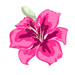 Beautiful pink lily flower. Illustration of big lily isolated on white background. Hand drawn vector. Nature floral collection.