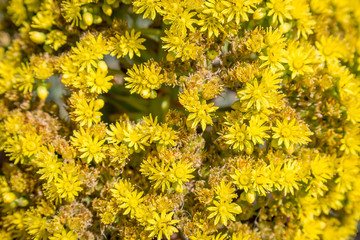 A full frame photograph of yellow coastal flowers, at Ocean Beach in San Francisco