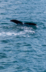 Obraz premium Norwegen