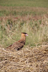 Bird Brazil 