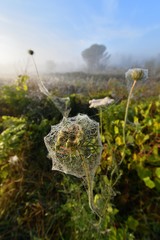 Ragnatela - Autunno - Radura