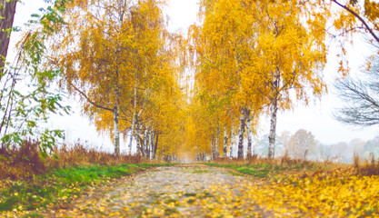 Alley of yellow leaf birch trees in autumn