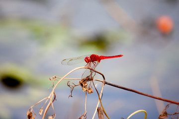 Red dragonfly on a branch
