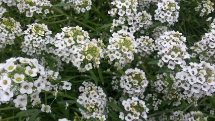 White small flowers on gray background
