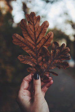 Oak leaves in woman hand, autumn mood
