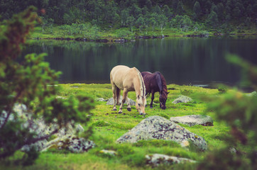 Fototapeta premium Norwegen