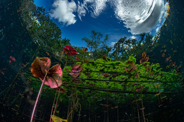 underwater gardens and water plants in cenotes cave diving in Mexico