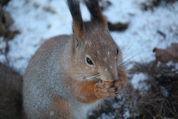 Red squirrel