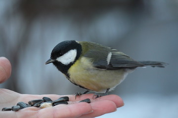 Blue tit
