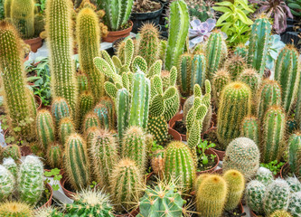 Assortment of varied succulent plants, cactuses. Modern fashionable pattern texture, exotic spiny...