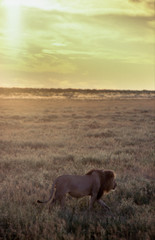 Fototapeta premium Lion (Panthera leo), Central Kalahari Game Reserve, Ghanzi, Botswana, Africa