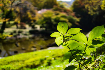 Fototapeta na wymiar Japanese traditional trees in Japanese garden while the leaves turn red with yellow and green leaves background (Koishikawa Korakuen, Tokyo, Japan)