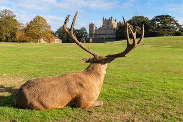 Deer at Wollaton Hall