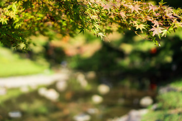 A branch with green and yellow maple leaves in Japanese garden (Koishikawa Korakuen, Tokyo, Japan)