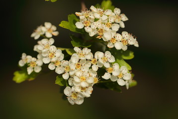 Scented hawthorn flowers