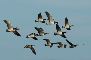 Barnacle goose (Branta leucopsis)
