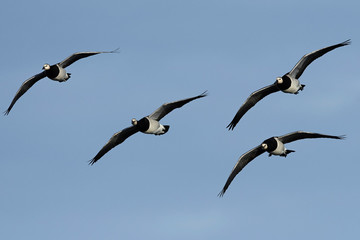 Barnacle goose (Branta leucopsis)