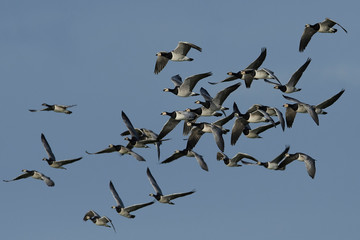 Barnacle goose (Branta leucopsis)