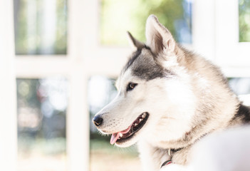Portrait of relaxed siberian husky dog