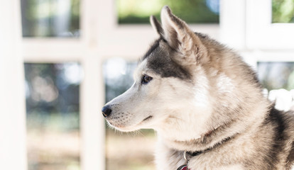 Portrait of relaxed siberian husky dog