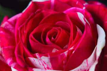 rose fleur romantique amour