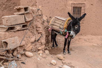 Osiołek w Maroko