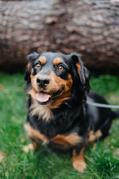 Cute Little Dog Smiling