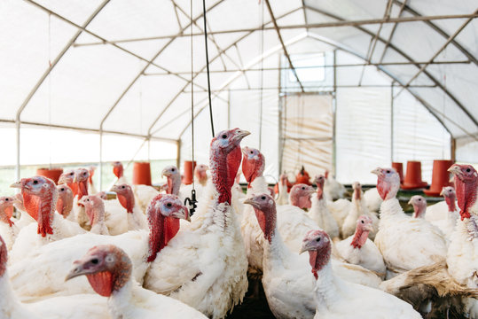 Thanksgiving Turkey's in their coop