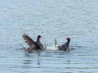 Male Moorhens fighting on lake